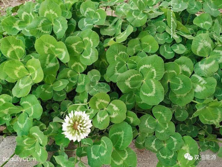 1584693767417005.jpg 02.jpg